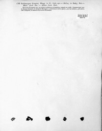 Endocarpon guepinii image